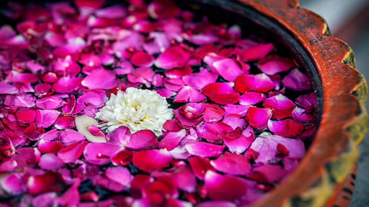 तापमान नियंत्रण: गुलाब जल शरीराचे तापमान नियंत्रित करते, जे गरम आणि दमट वातावरणात आरामदायक ठरते.