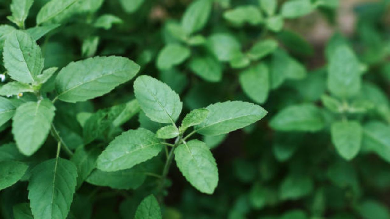 तुळशीच्या पानांमधील अँटीसेप्टिक गुणधर्म किरकोळ जखमा, संसर्ग बरा करण्यासाठी फायदेशीर ठरतात. त्वचेवरील इन्फेक्शनचा धोका कमी करण्यासाठी तुळशीच्या पानांचा वापर करावा.