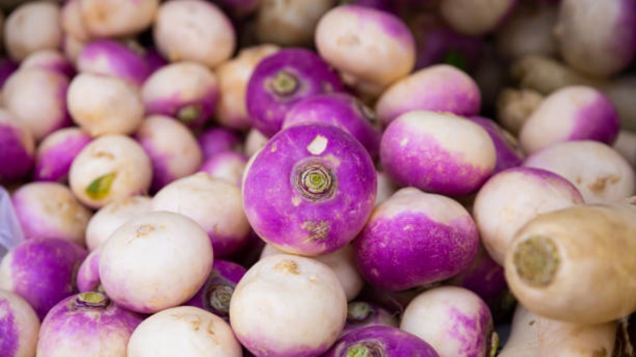 सलगम भाजी कापून फ्रिजमध्ये ठेवल्यामुळे  त्यांची गुणवत्ता खराब  होण्याची शक्यता असते. त्यामुळे चव सुद्धा कमी होते. दैनंदिन आहारात स्वच्छ आणि फ्रेश भाज्यांचे सेवन करावे. खराब झालेल्या भाज्यांचे सेवन केल्यास आरोग्याला हानी पोहचण्याची शक्यता असते. 