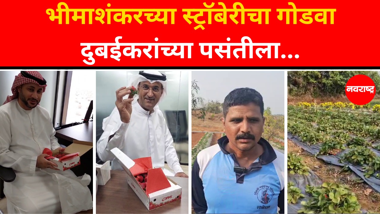 Bhimashankar | पुण्यातील भीमाशंकरची Strawberry थेट Dubai दरबारी पोहचली