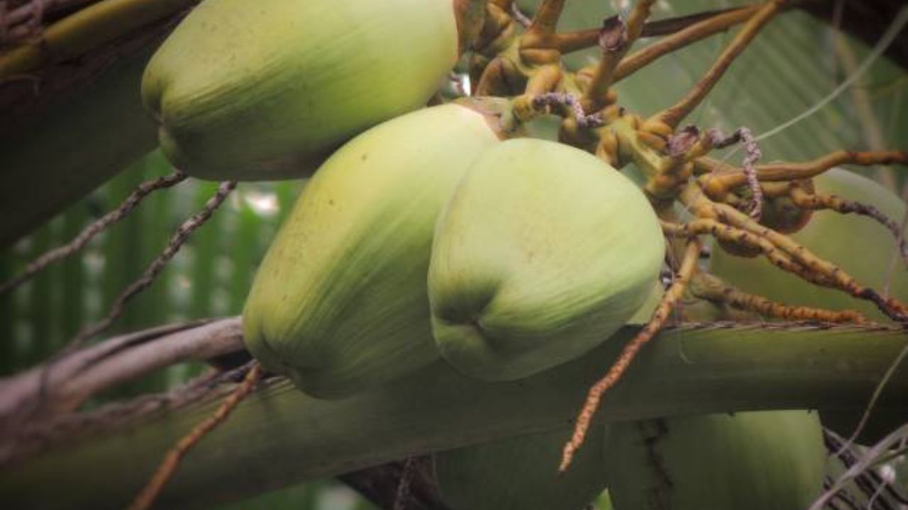 ‘या’ 5 ट्रीक्समुळे मिनिटात कळेल नारळात जास्त पाणी आहे की मलाई