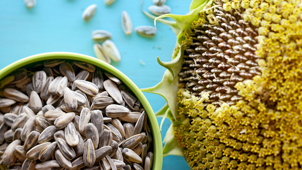 सूर्यफुलाच्या बियांमध्ये असलेले फायबर पचनक्रिया सुधारते आणि बद्धकोष्ठतेचा त्रास कमी करण्यास मदत करते.