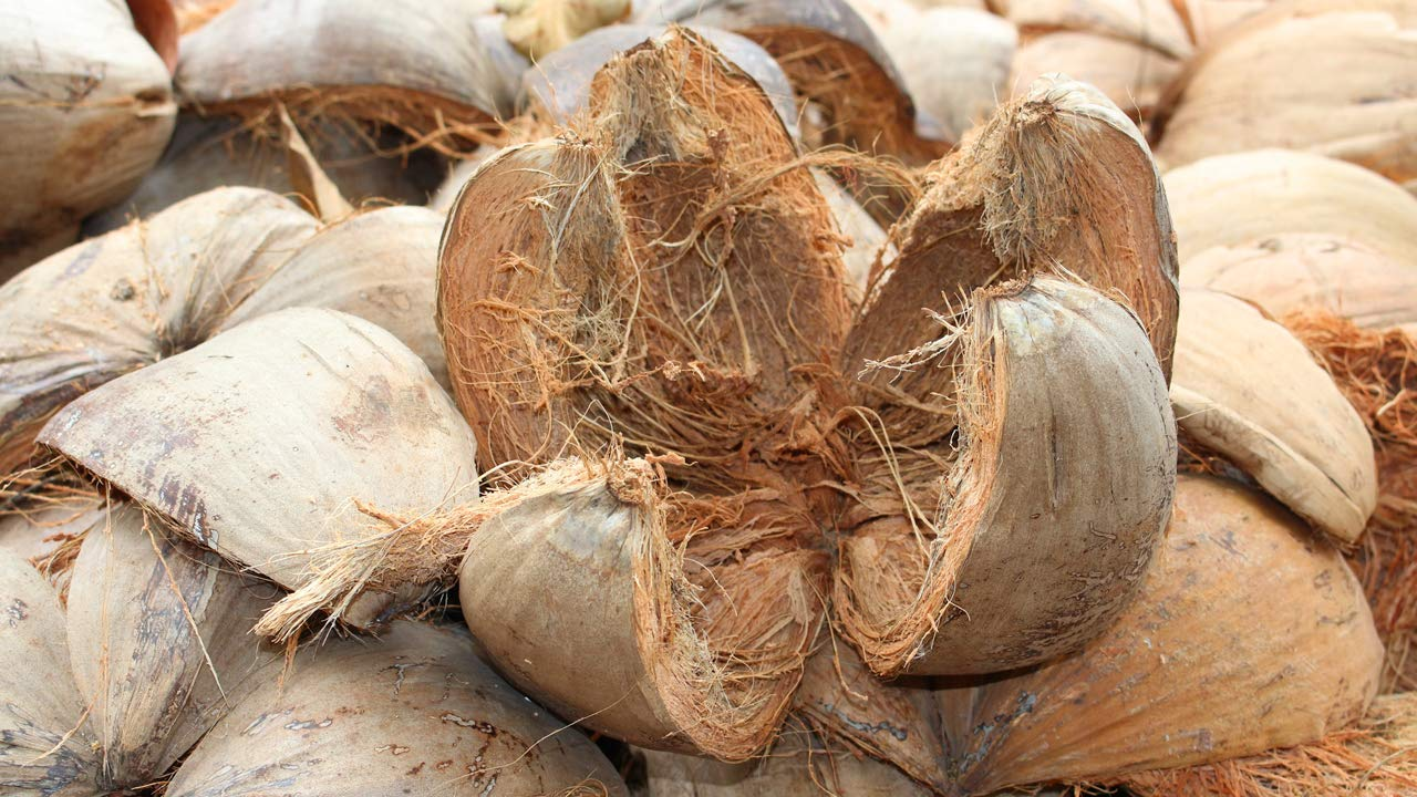 सगळा नारळावर गेम भाई…! साल विकून कमावले कोट्यवधींची दौलत