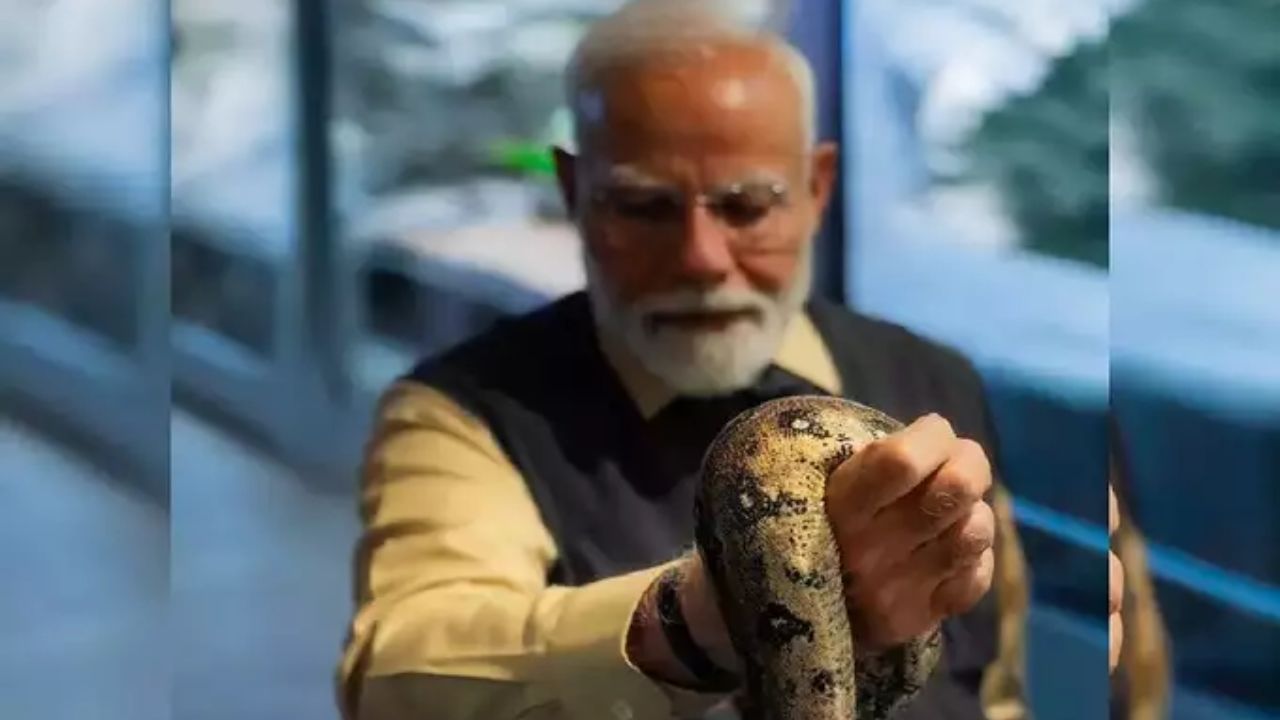  मोदींनी सापही पकडले. येथे सरपटणाऱ्या प्राण्यांच्याही मोठ्या संख्येने प्रजाती आहेत. 