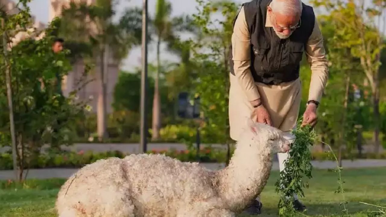 येथे पंतप्रधान मोदी इतर प्रजातींच्या प्राण्यांना खाऊ घालताना दिसत आहेत.