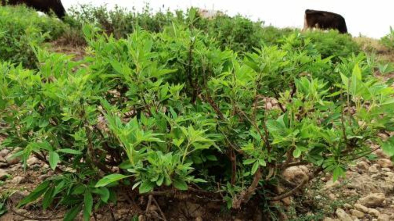 झेंडूच्या फुलांचे झाड घरात लावल्यास पाली येणार नाहीत. या झाडाचा वास अतिशय तीव्र असतो, जो पालींना किंवा इतर किड्याना आवडत नाही. त्यामुळे घरात तुम्ही झेंडूचे झाड लावू शकता. 