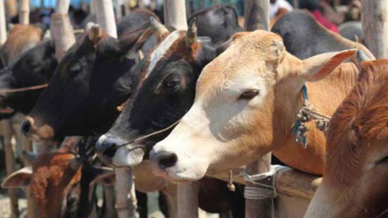 Beef In Mumbai : “मुंबईत मोठ्या प्रमाणात गोमांस येणार…तारीखही सांगितली; भाजप आमदाराचा गंभीर दावा