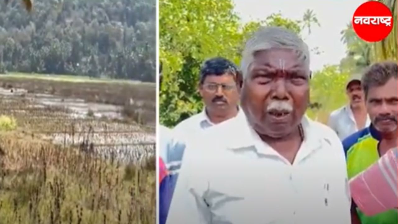 Sindhudurg : खाडीचे खारे पाणी शिरले शेतीत, वेंगुर्ले तालुक्यातील चिपी गावातील शेतकऱ्यांचे नुकसान