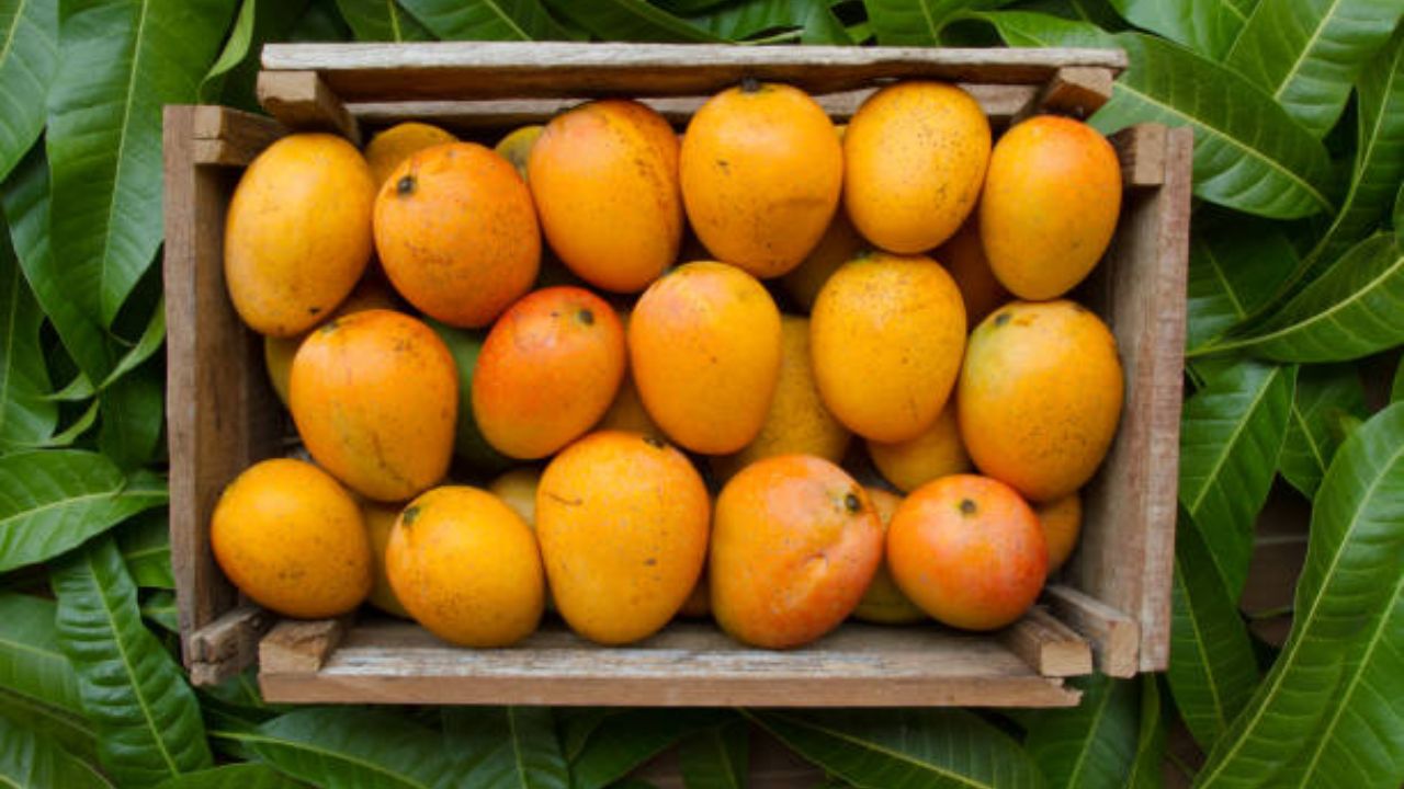पोटातील आतड्यांचे कार्य निरोगी राहण्यासाठी राहण्यासाठी आंब्याचे सेवन करावे. आंबा खाल्यामुळे शरीराला थंडावा मिळतो. याशिवाय यामध्ये अमायलेज सारखे एंजाइम आढळून येतात. 
