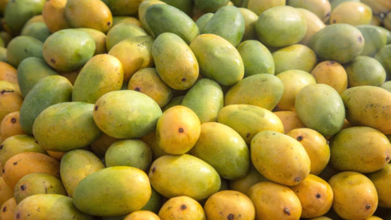 आंब्यामध्ये फायबर,पोटॅशियम आणि अँटीऑक्सिडंट्स इत्यादी अनेक घटक आढळून येतात. शरीरात वाढलेली कोलेस्ट्रॉलची पातळी नियंत्रणात ठेवण्यासाठी आंब्याचे सेवन करावे.