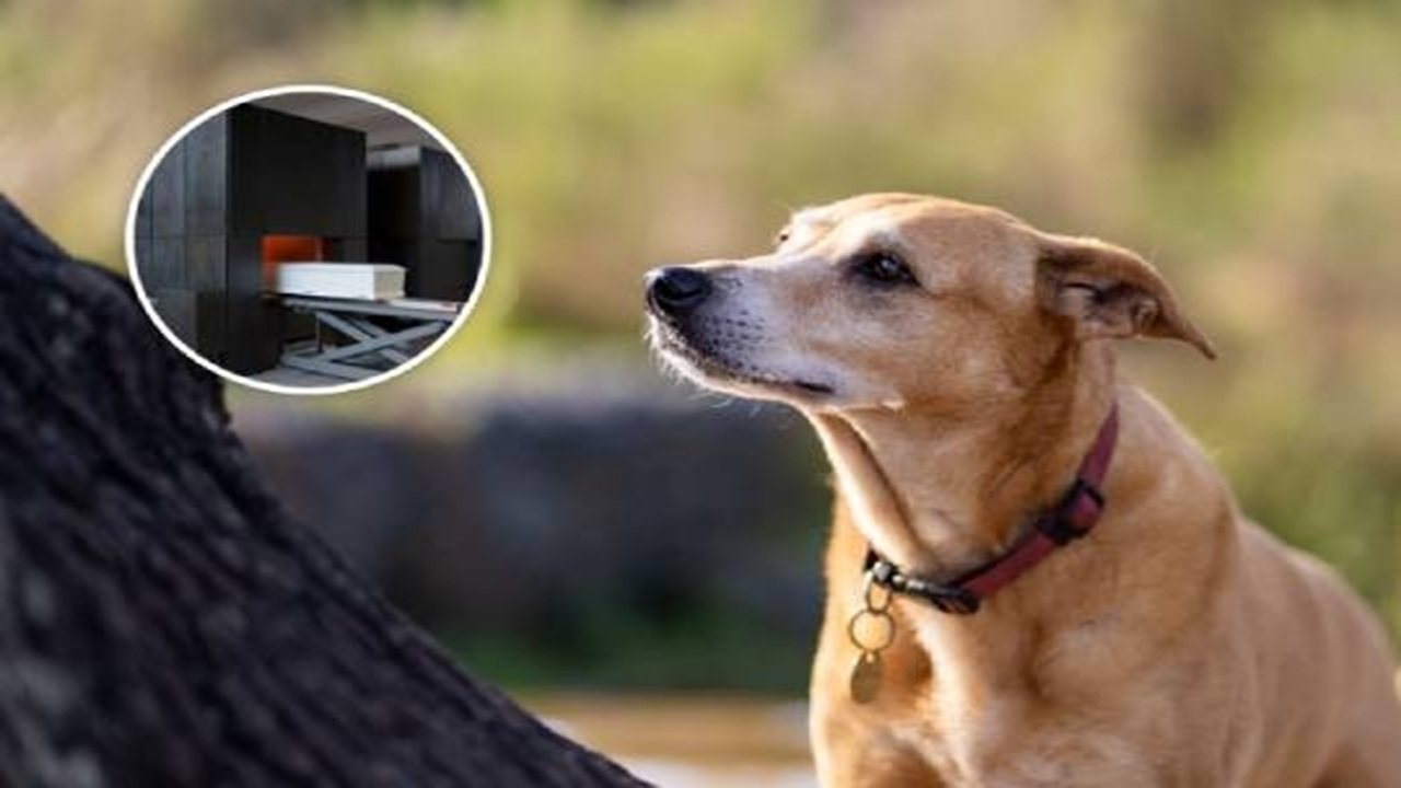 आता कुत्रा, मांजर यांसारख्या पाळीव प्राण्यांवर अंत्यसंस्कार होणार, राज्य सरकारचा निर्णय