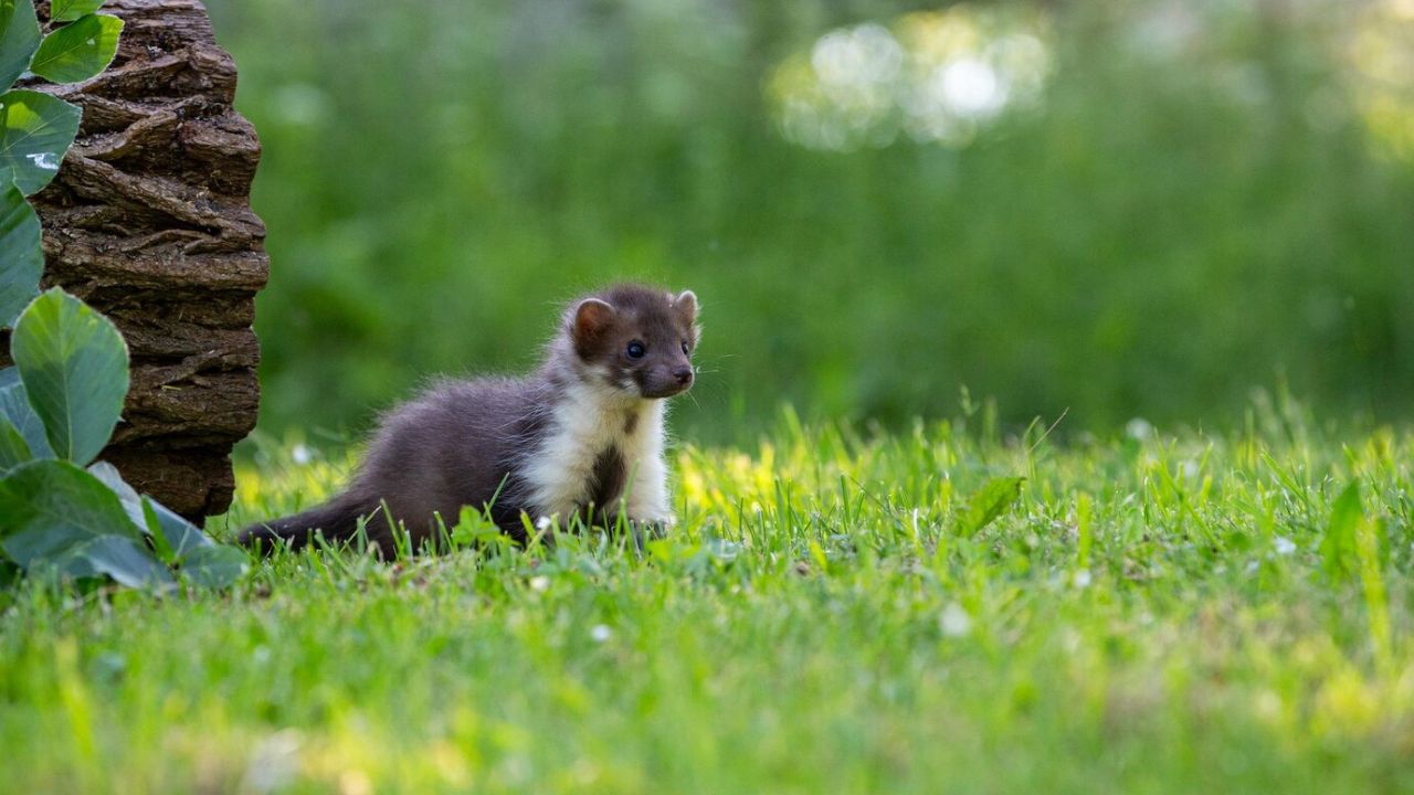 National Ferret Day Celebrate these cute and agile pets