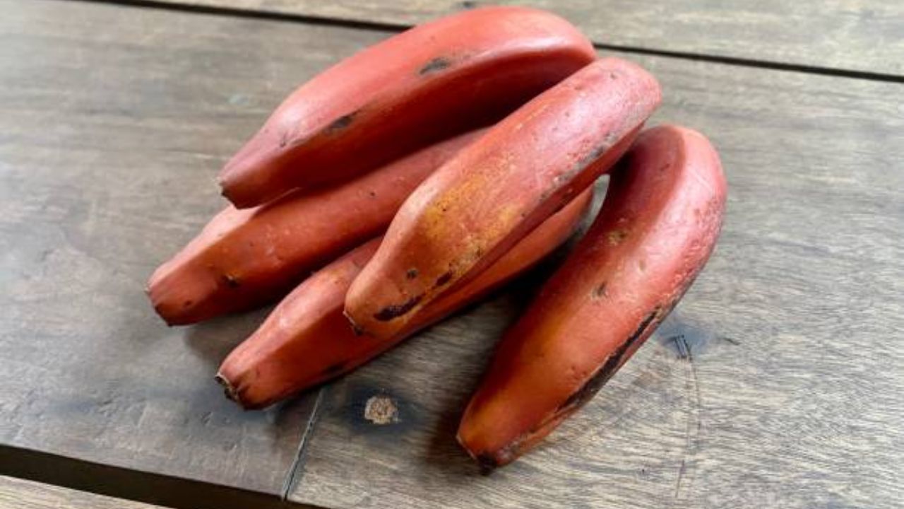 लाल केळी खाल्यामुळे त्वचेची खराब झालेली गुणवत्ता सुधारण्यासाठी मदत करतात. याशिवाय लाल केळ्यामध्ये असलेले लोह शरीरात हिमोग्लोबिनची  पातळी वाढवण्यास मदत करते. 
