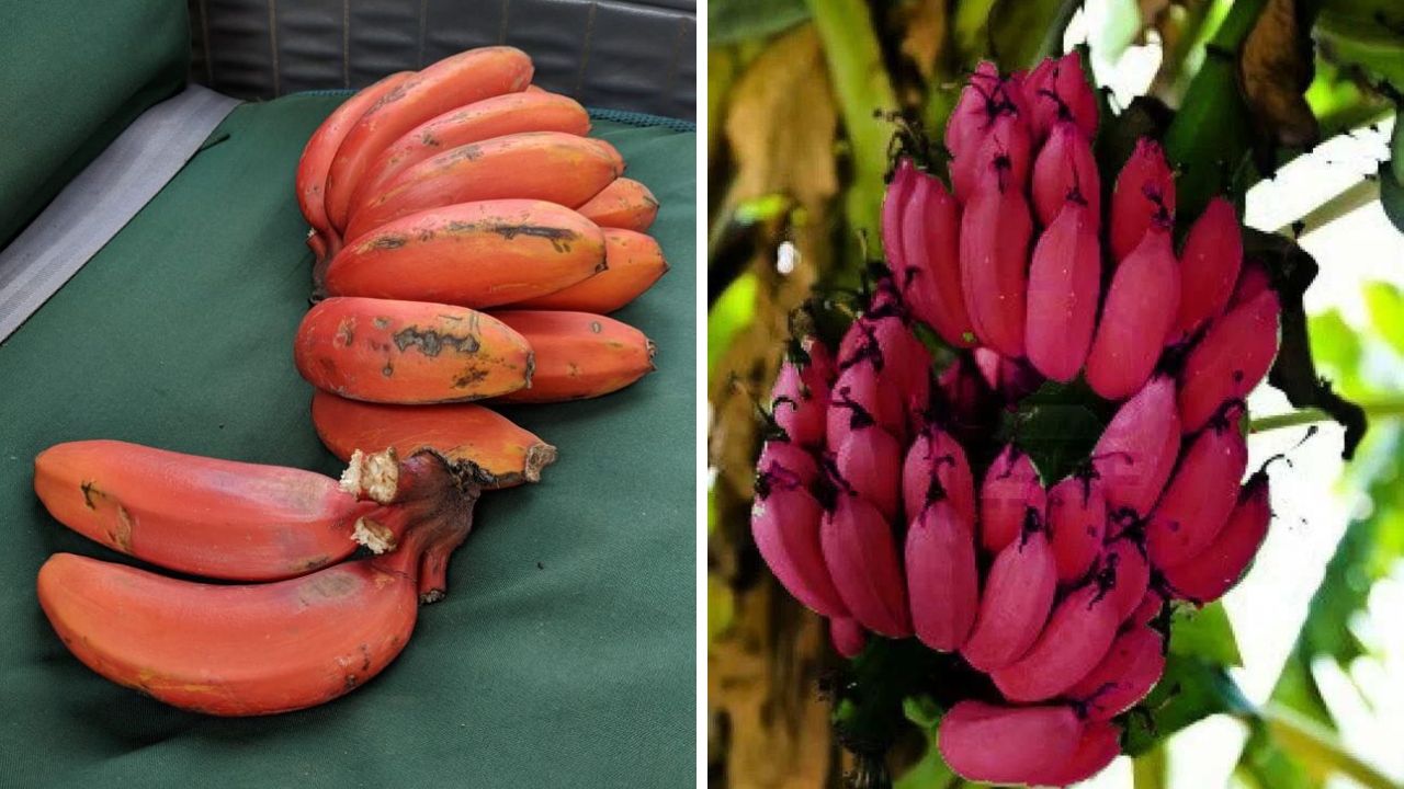 लाल केळीमध्ये विटामिन सी आणि बी६ भरपूर प्रमाणात आढळून येतात. या केळ्यांचे सेवन केल्यामुळे शरीराची रोगप्रतिकारशक्ती सुधारण्यास मदत होते. हंगामी संसर्ग टाळण्यासाठी लाल केळी खावीत. 