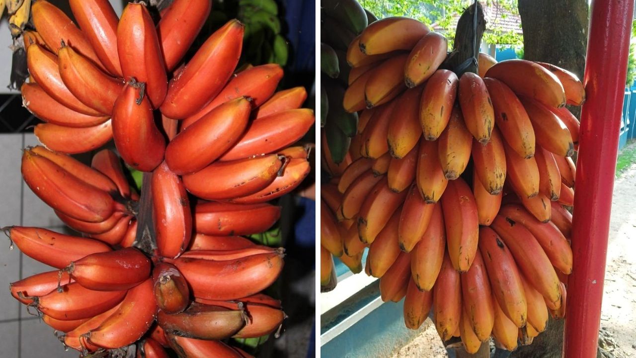 अँटीऑक्सिडंट्स गुणधर्मांनी समृद्ध असलेली लाल केळी आरोग्यासाठी ठरतील वरदान