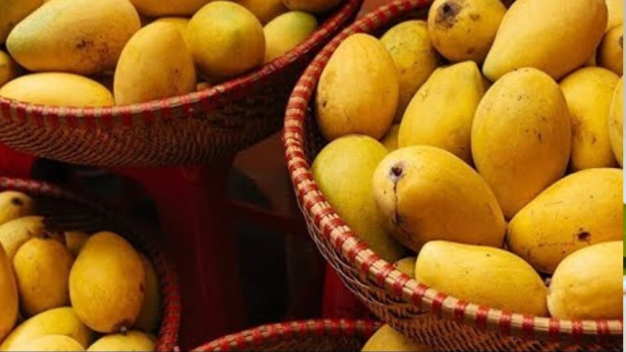 आंबा खाल्यावर उष्णतेचा त्रास होतो. जसं की चेहऱ्यावर मुरुम येतात किंवा पोटात देखील आग पडते. 