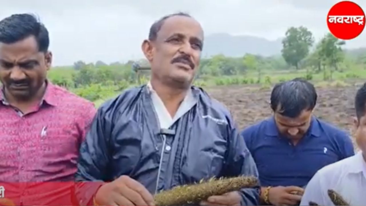 Maval मधील शेतकऱ्यांचे उन्हाळी बाजरी पीक पावसाने जमीनदोस्त
