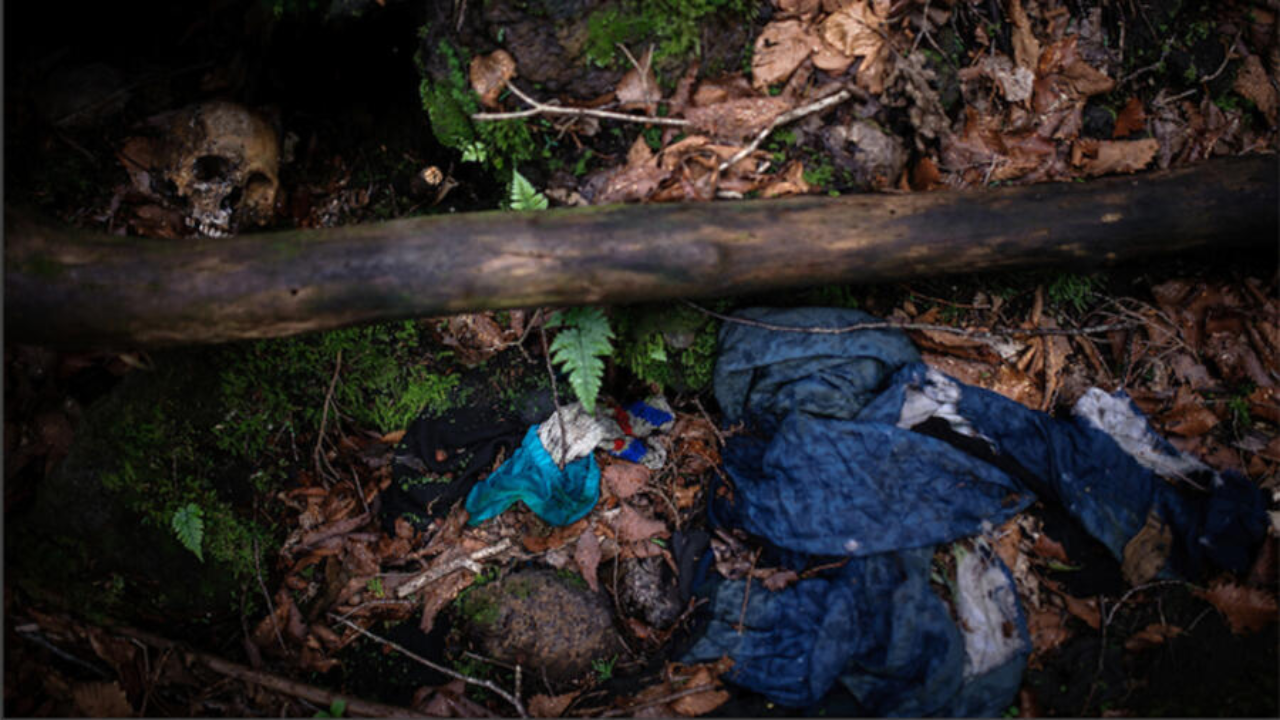 जंगल भाग पाडतो आत्महत्या करण्यास? प्रत्येक झाडावर लटकलेले दिसतात शव; ‘Aokigahara फॉरेस्ट’ एक अद्भुत रहस्य