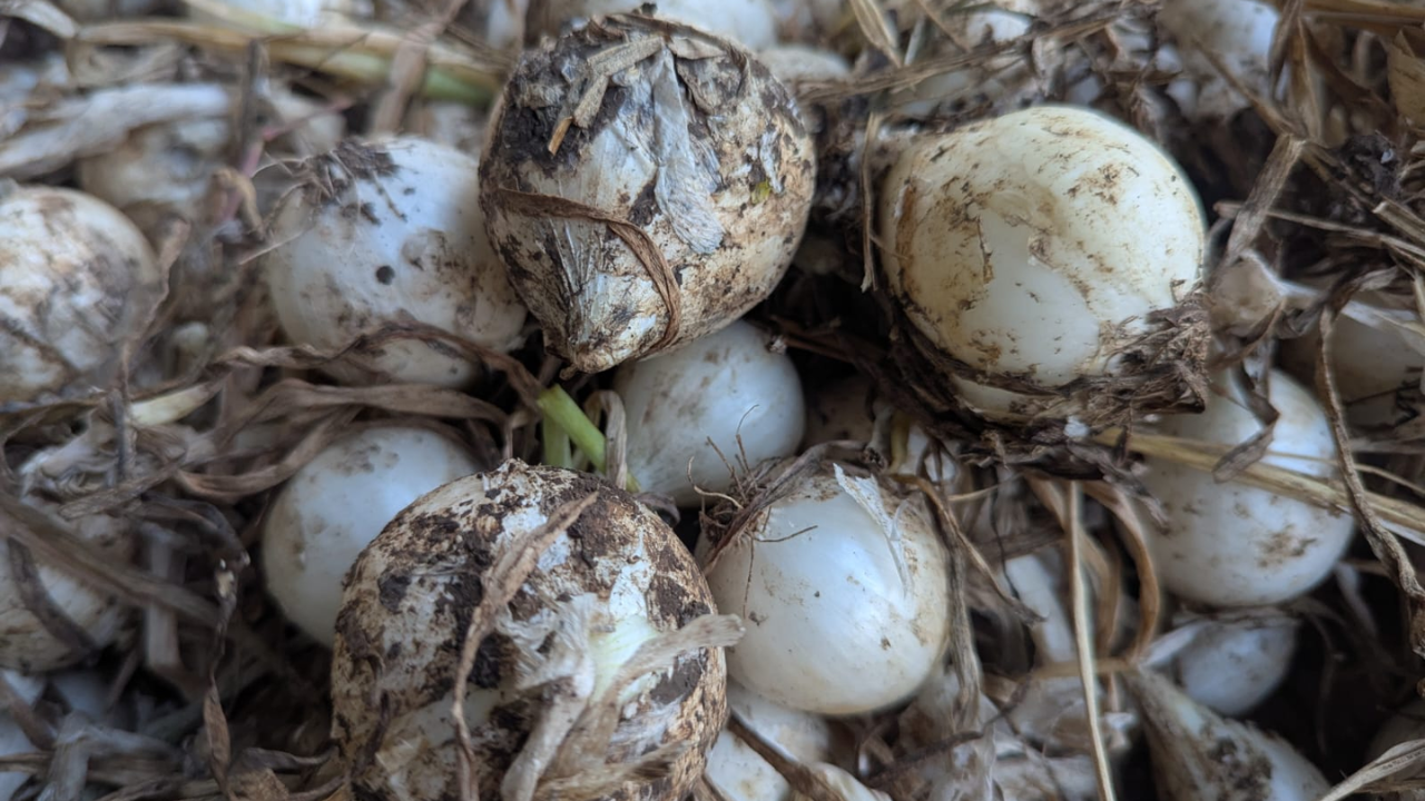 Unseasonal Rain Onion Loss Palghar Thane Konkan