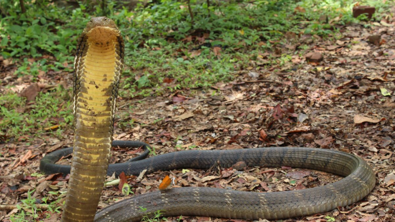 नागाला मारल्यास नागीण खरंच बदला घेते का? हे Myth की वास्तव? जाणून घ्या