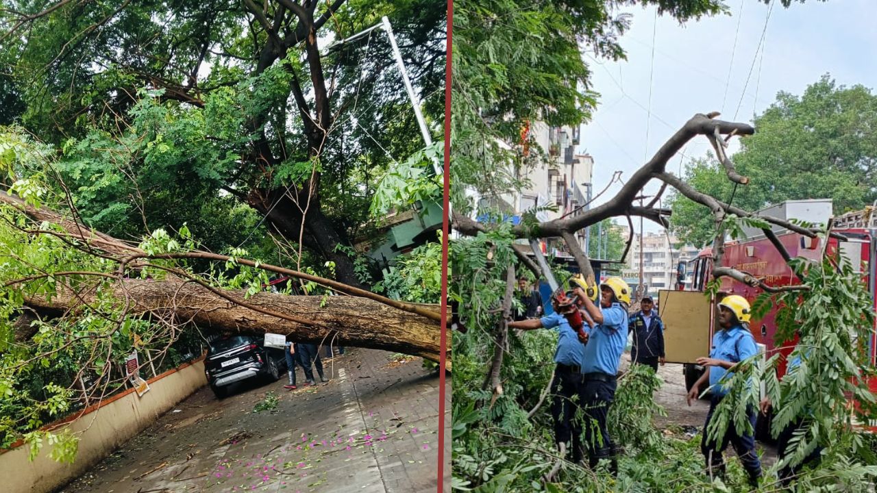 54 incidents of tree fall due to unseasonal rains in Pune city