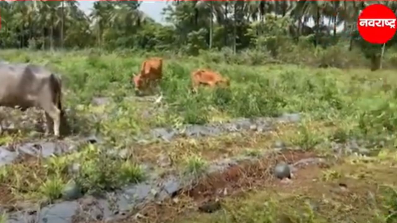 Sindhudurg : सिंधुदुर्ग जिल्ह्यात कलिंगड शेतीचे मोठे नुकसान