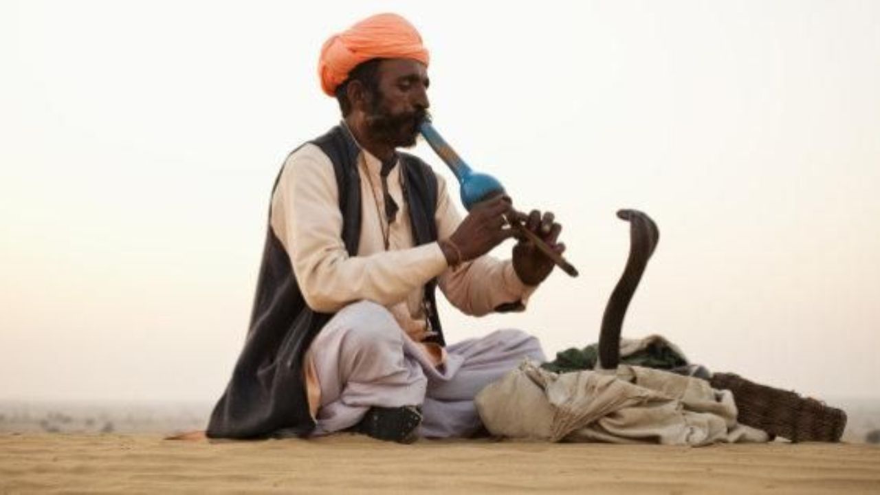 साप केवळ कंपनांसोबतच आजूबाजूच्या हालचाली देखील ओळखू शकतो. म्हणूनच तो सर्पमित्राच्या हातांच्या हालचाली आणि पुंगीच्या हालचाली पाहून प्रतिक्रिया देतो. यामुळेच आपल्याला असं वाटतं की जेव्हा पुंगी वाजवली जाते, त्या तालावर साप डोलतो. थोडक्यात काय तर साप पुंगीचा आवाज ऐकत नाही तर केवळ सर्पमित्राच्या हालचालींंवर प्रतिक्रिया देतो. 
