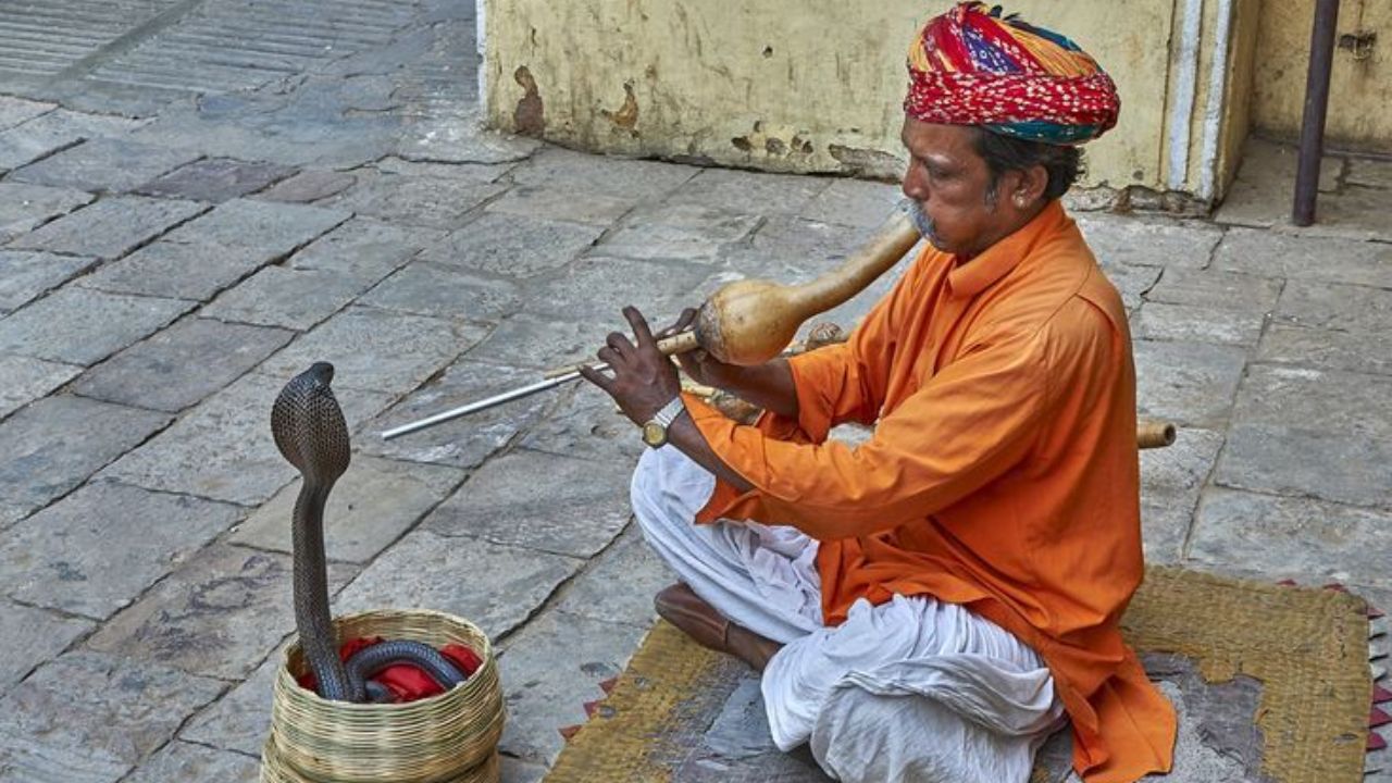 सापाचा जबडा आणि त्याच्या शरीरातील हाडं या कंपनांचा अगदी सहजपणे अनुभव करू शकतात. जेव्हा पुंगी वाजवली जाते, तेव्हा साप या कंपनांचा अनुभव करतो आणि त्याचं डोकं डोलावतो. यामुळे साप नाचत आहे, असं आपल्याला वाटतं. 
