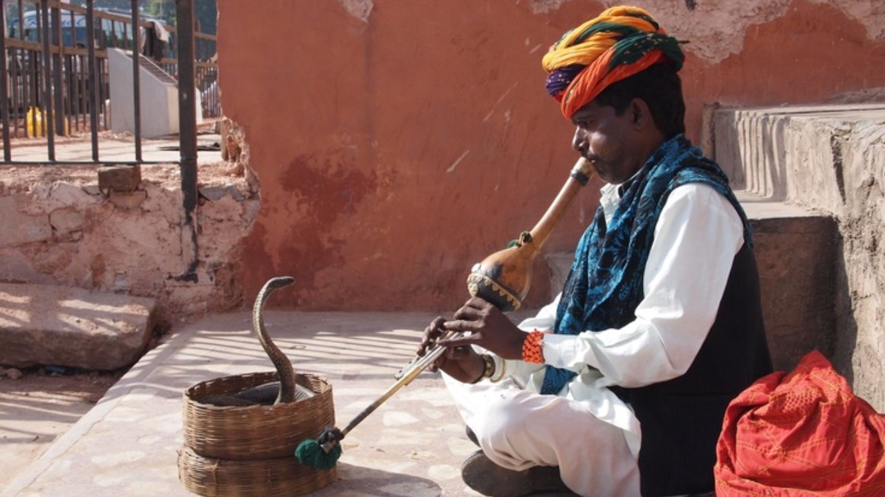 खरं तर, सापांना कान नसतात. साप केवळ आवाजाचा अनुभव करू शकतात. साप पुंगीच्या तालावर नाचत नाहीत, पुंगीच्या आवाजापासून निर्माण होणाऱ्या कंपनांवर नाचतात. 
