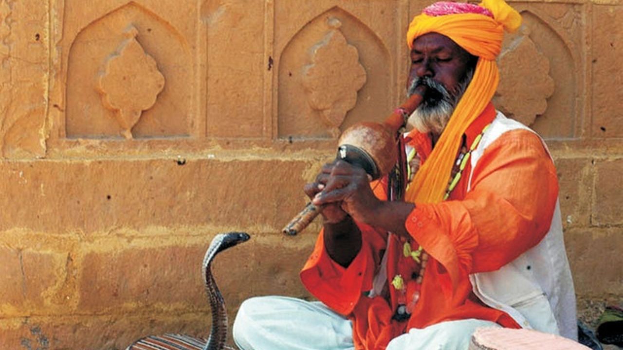 Fun Facts: पुंगीच्या तालावर का डोलतो नाग? कान नसताना कसा ऐकतो आवाज? कारण वाचून व्हाल अचंबित