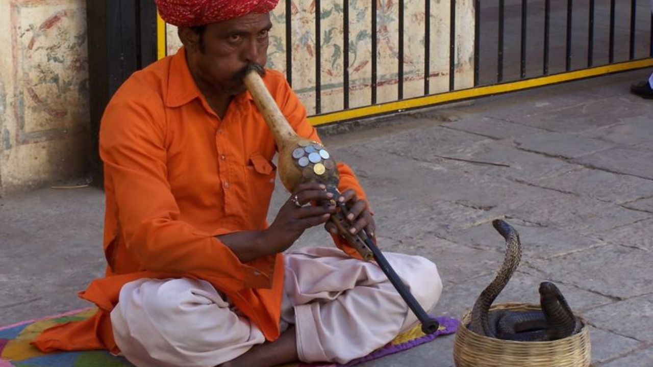 जेव्हा आपण सापाला पुंगीच्या तालावर नाचताना बघतो, तेव्हा ते दृष्य अगदी अद्भूत असते. पण तुम्ही कधी विचार केला आहे का की, साप पुंगीच्या तालावर का नाचतात? 
