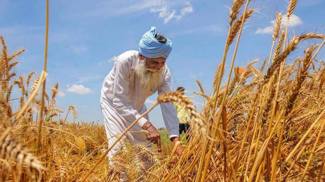 शेतकऱ्यांसाठी खुशखबर! गव्हाची सरकारी खरेदी गेल्या 4 वर्षातील सर्वाधिक (फोटो सौजन्य - सोशल मीडिया)