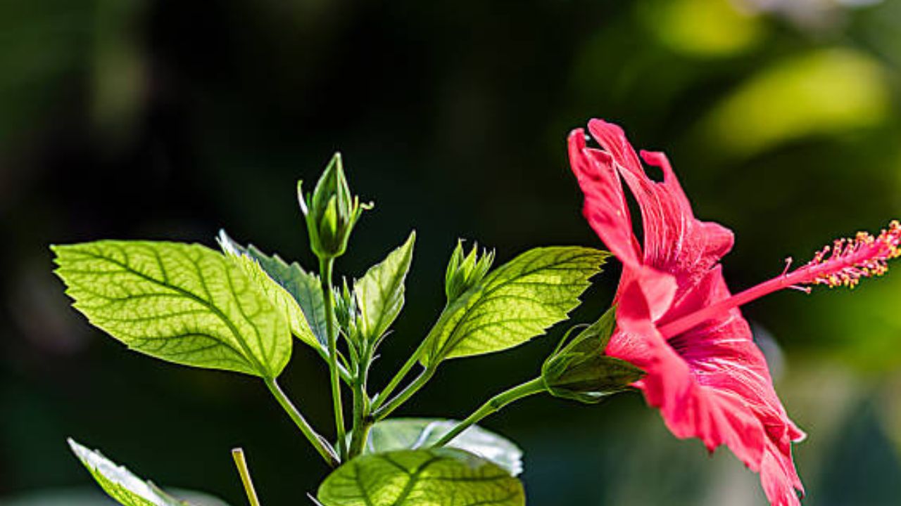 जास्वंद : केसगळतीवर जास्वंदाचं फुल फायदेशीर आहे. जास्वंदाच्या फुलाचं तेल केस गळती कमी करतं. जास्वंदीच्या फुलांना काढा रक्तदाब नियंत्रणात ठेवतो.