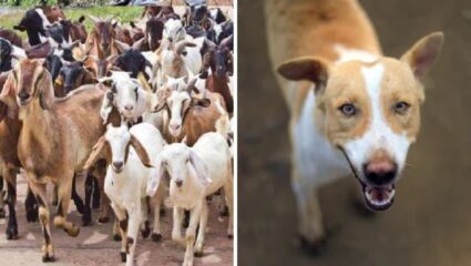 पाळीव प्राण्यांनी उकललं खुनाचं गूढ! बेळगावात बकरी आणि कुत्र्यांच्या मदतीने पोलिसांनी पकडला खुनी भाऊ