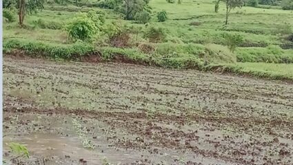 यवतमाळ जिल्ह्यात मुसळधार पाऊस; शेतकऱ्यांत समाधान, पेरणीची लगबग सुरु