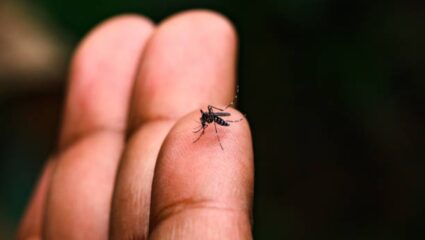 सावधान! मुंबईमध्ये डेंग्यूनंतर चिकनगुनियाच्या रुग्ण संख्येत मोठी वाढ, शरीरात दिसून येतात ‘ही’ गंभीर लक्षणे