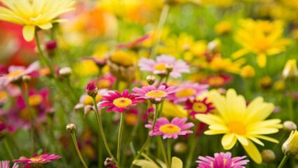 सौंदर्य वाढवण्याप्रमाणेच ‘ही’ फुलं आहेत आरोग्यदायी