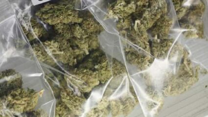Pune Drug News : पुण्यनगरीत गांजाला भरमसाठ ‘डिमांड’; 5 महिन्यात तब्बल…