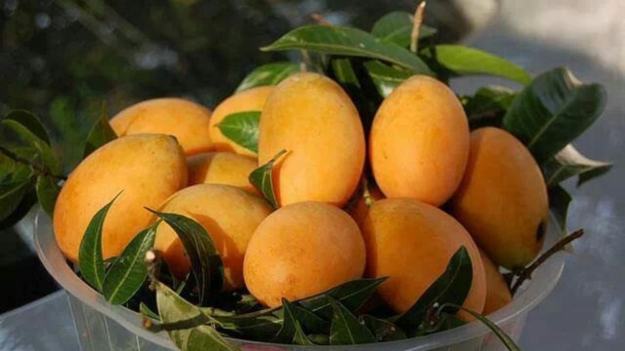 आंब्यामध्ये असलेले पोषक घटक आरोग्याच्या अनेक समस्यांशी लढण्यास मदत करतात. हे त्वचा आणि केसांसाठी फायदेशीर मानले जाते. हे कोलेस्ट्राॅल कमी करण्यासही मदत करते 
