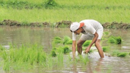 Pune Agricultural News: मॉन्सूनपूर्व पावसाचा शेतकऱ्यांना फटका; पुण्यात केवळ २०% खरीप पेरण्या पूर्ण