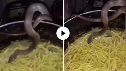 Maggie चा मोह सापालाही आवरेना, गुपचूप कढईजवळ गेला अन्… दृश्ये पाहून डोळ्यांवर विश्वासच बसणार नाही; Video Viral