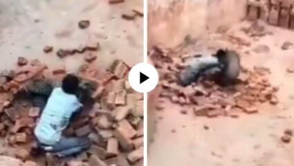 ये मजदूर के हात है! वीट भट्टीवरील कामगाराने थेट बिबट्याशी केले चार हात, पटक पटक पटकले अन् पाहूनच अवाक् व्हाल; Video Viral