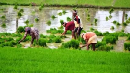Agriculture in India : भारत कसा विकसित होईल? देशातील शेतकऱ्यांची परिस्थिती वाईट, उत्पन्न ८ पैसे आणि खर्च एक रुपया….