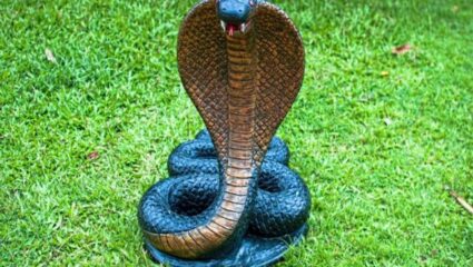 Nag Panchami: नागपंचमीच्या दिवशी दूध का उकळवू नये? यावेळी चुकूनही करु नका ‘ही’ काम
