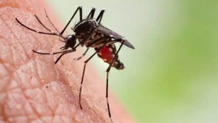 महाराष्ट्रातील या जिल्ह्यात मलेरियाचं थैमान; आठवड्यात आढळले १०० रुग्ण, तिघांचा मृत्यू