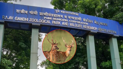 Pune News: पुण्याच्या कात्रज उद्यानातील १६ चितळांचे मृत्यू प्रकरण; ‘या’ विषाणूमुळे गमवावा लागला जीव