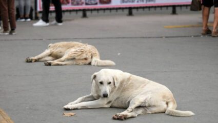 Mumbai News: “भटक्या श्वानांच्या संख्येवर…”; विधानसभेत उदय सामंत यांचे उत्तर