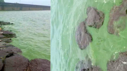 Pune News: पुण्यातील भाटघर धरणाचं पाणी अचानक झालं हिरवं! स्थानिकांमध्ये भीतीचे वातावरण