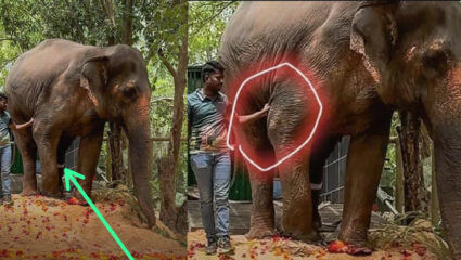 Mahadevi Elephant: “सरकार अंबानीचं बटीक,माधुरीला परत …”; ‘महादेवी’साठी एकटवले राजकारणी