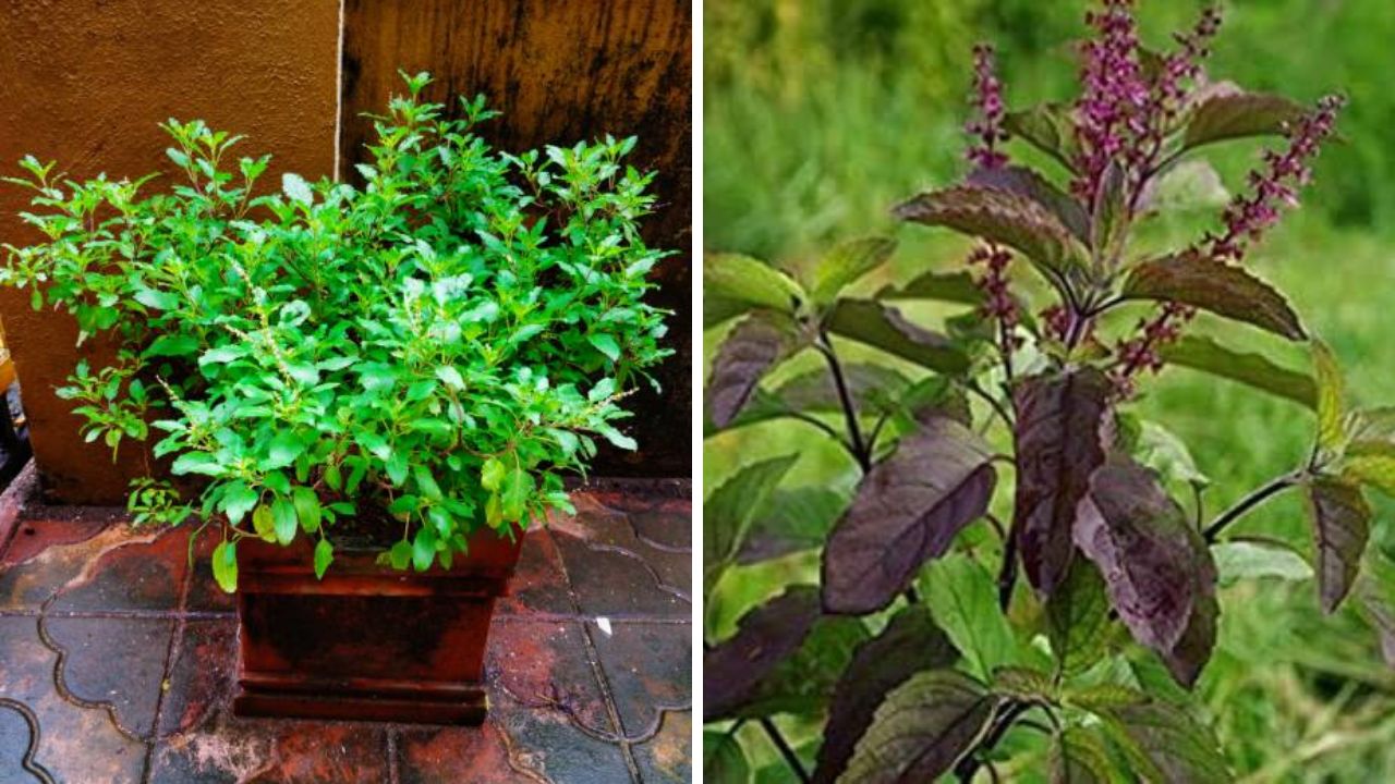 फोटो सौजन्य- pinterest